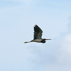 Tricolored Heron